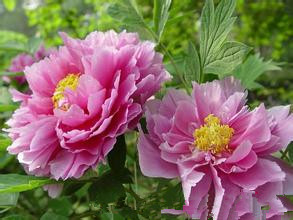 Shenzhou Peony Garden