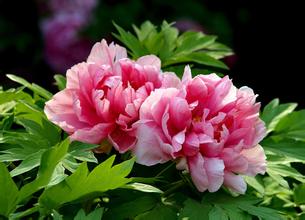 Shenzhou Peony Garden