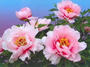 Shenzhou Peony Garden