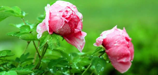 Shenzhou Peony Garden