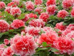 Shenzhou Peony Garden