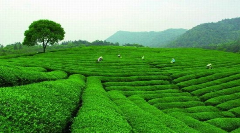 Mei Jia Wu Tea Village