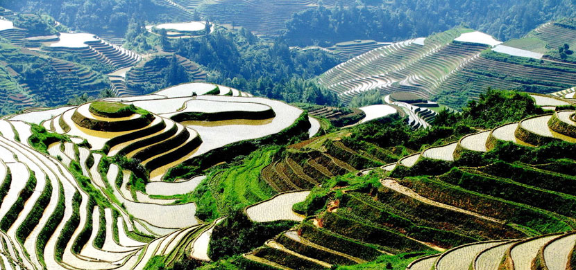 Longsheng Longji Rice Terraces Longsheng Longji Rice Terraces