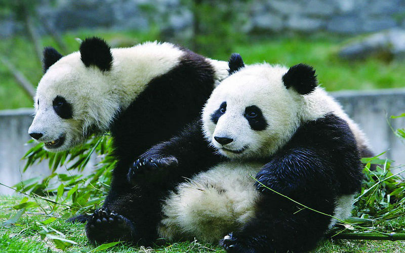 Beijing zoo panda
