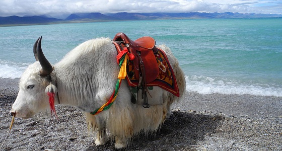 Namtso Lake.jpg